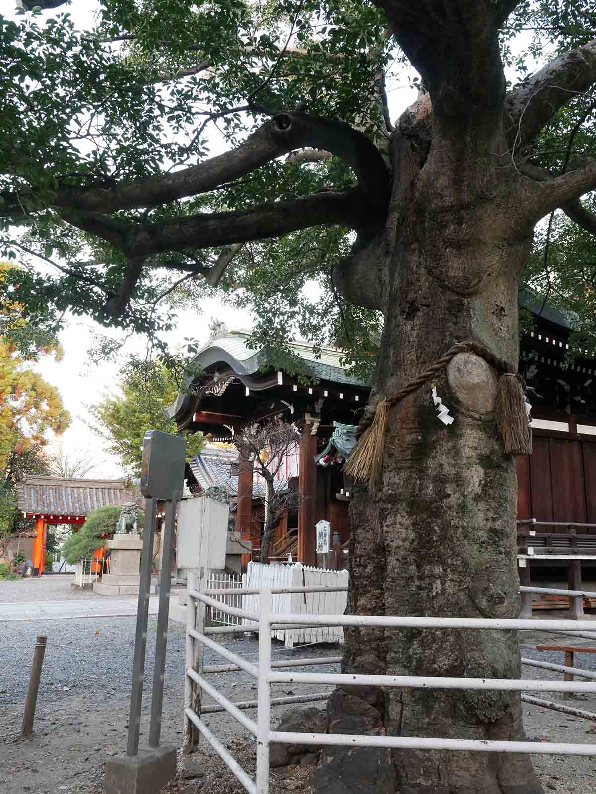 生根神社のモチノキ