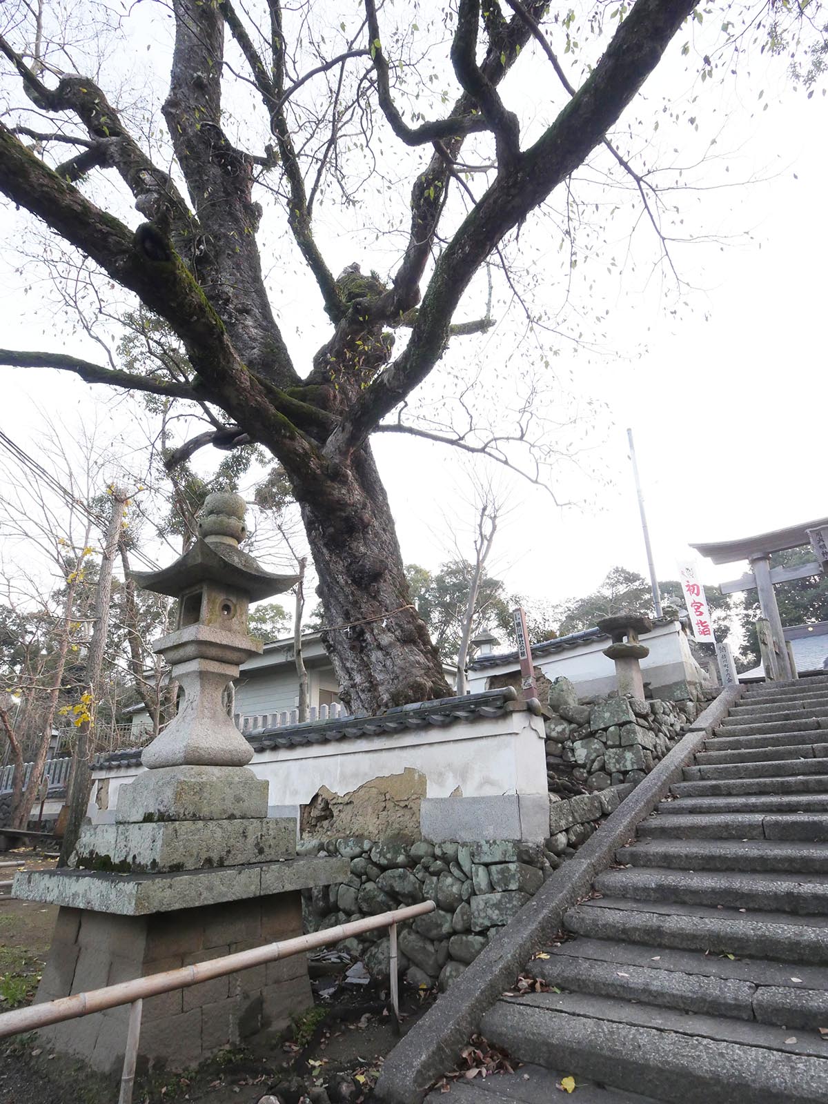 積川神社の椋