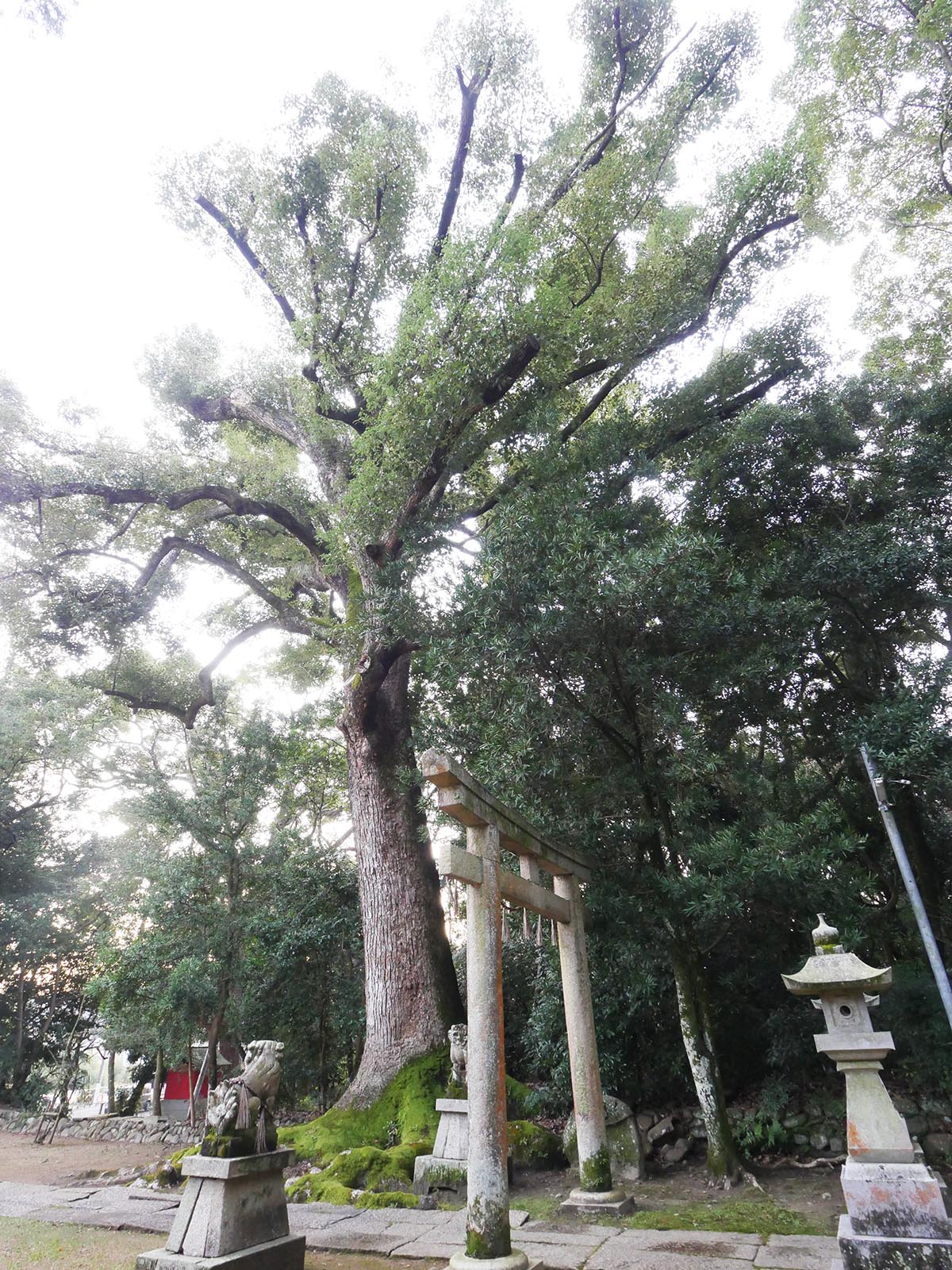 稲葉菅原神社のクスノキ
