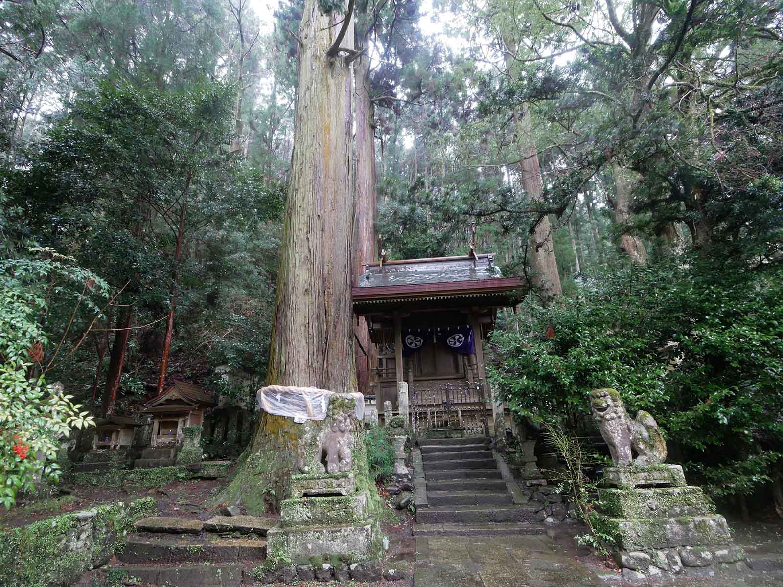 大沢神社の杉
