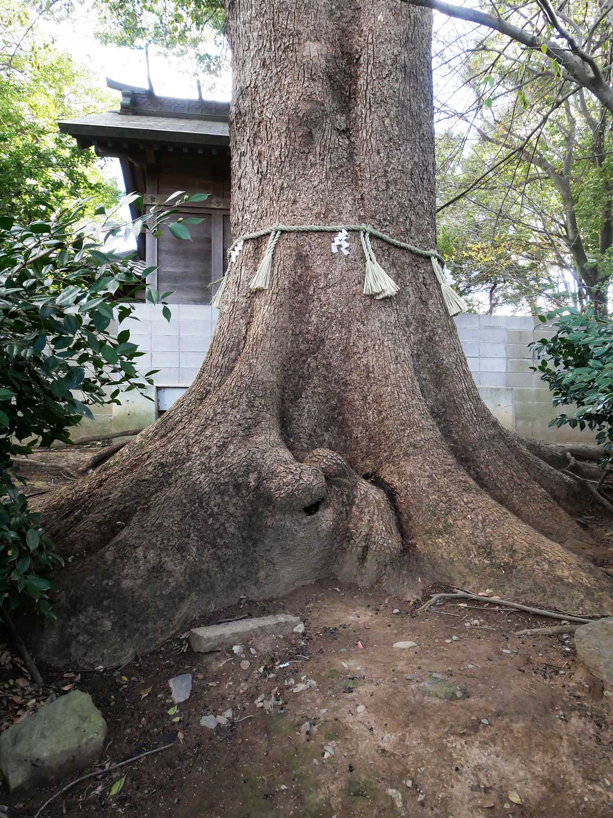 丹比神社の御神木