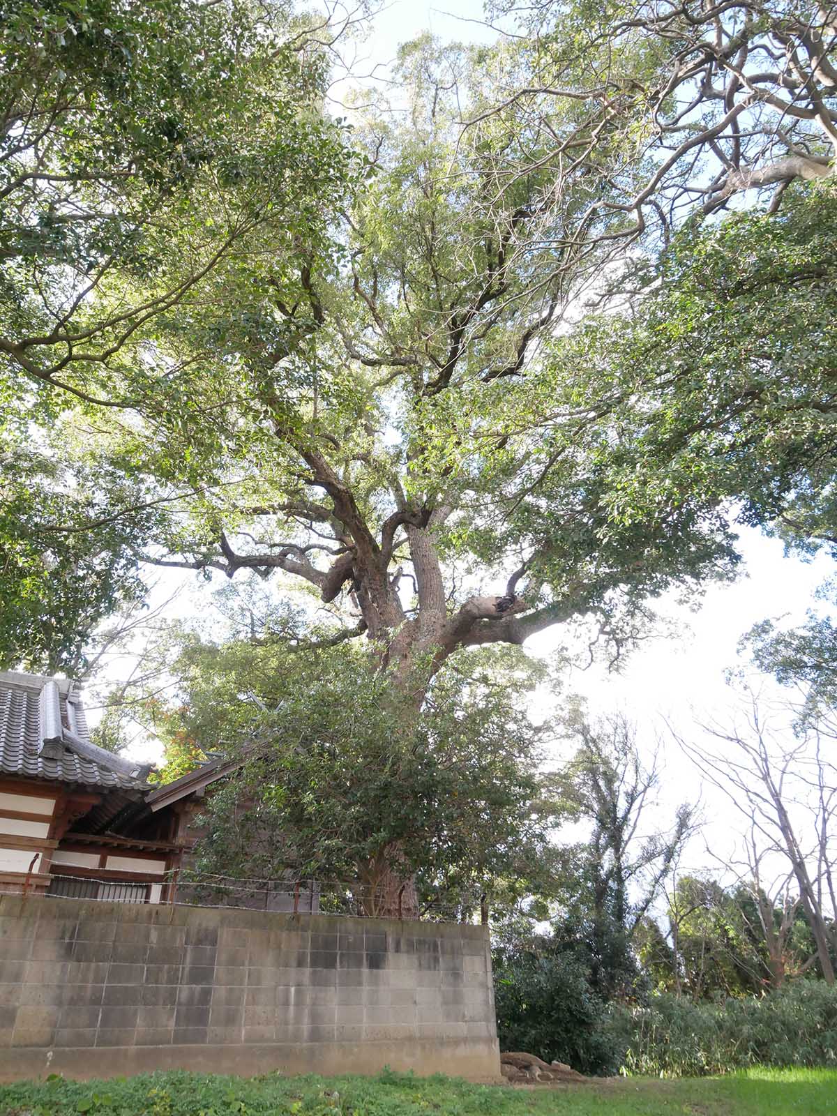 丹比神社の御神木