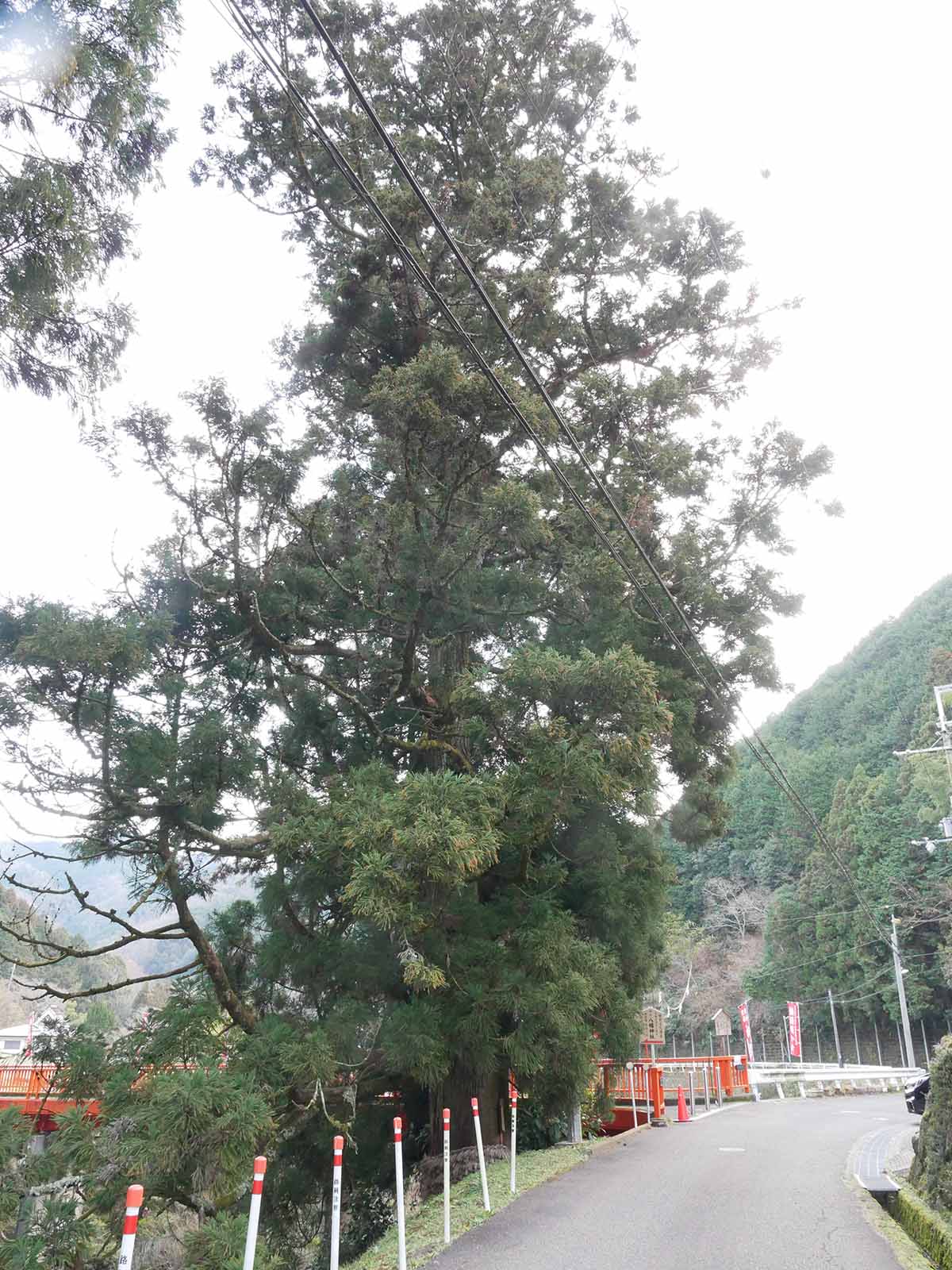 流谷八幡神社のスギ