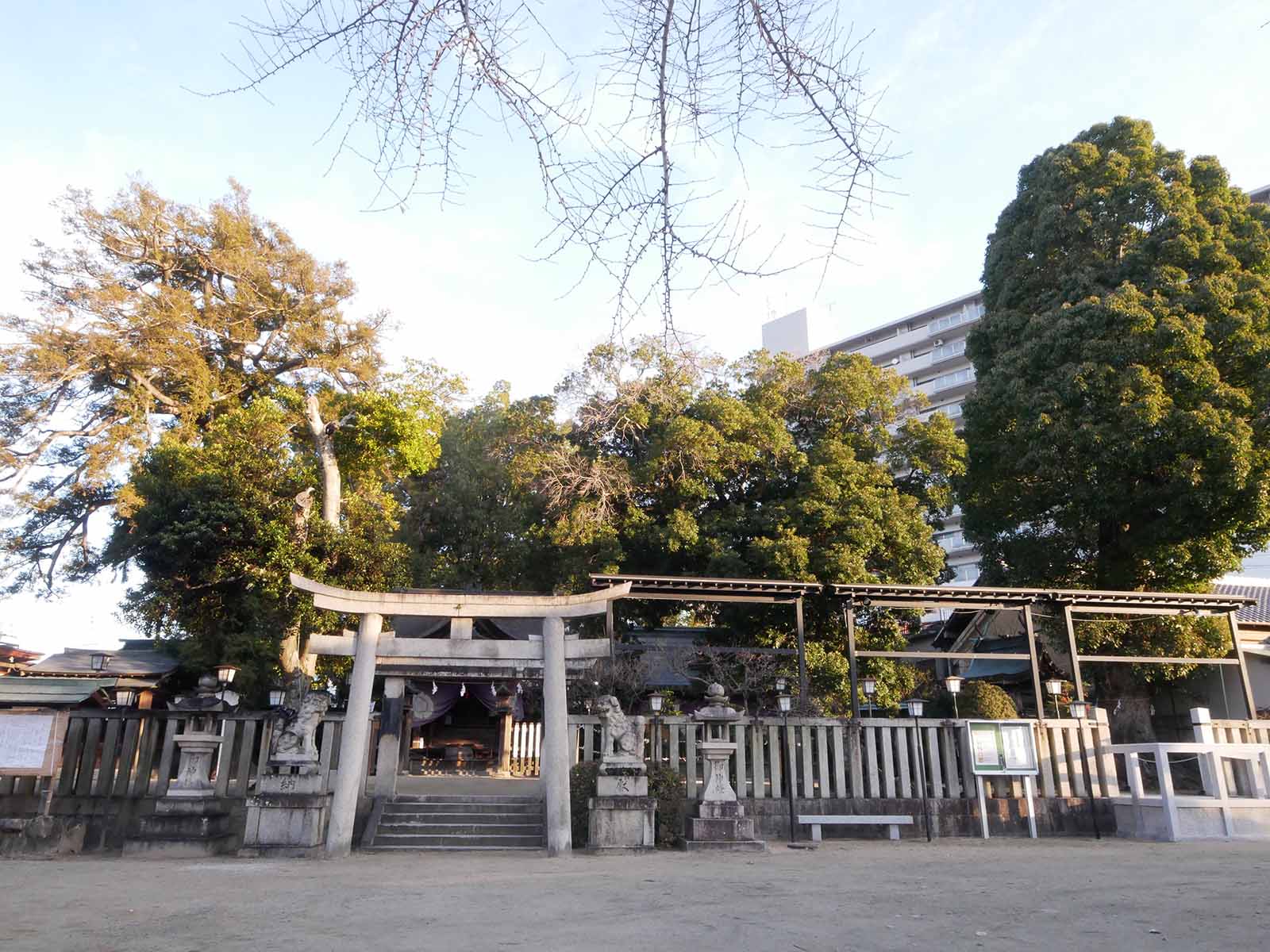 長野神社のカヤ
