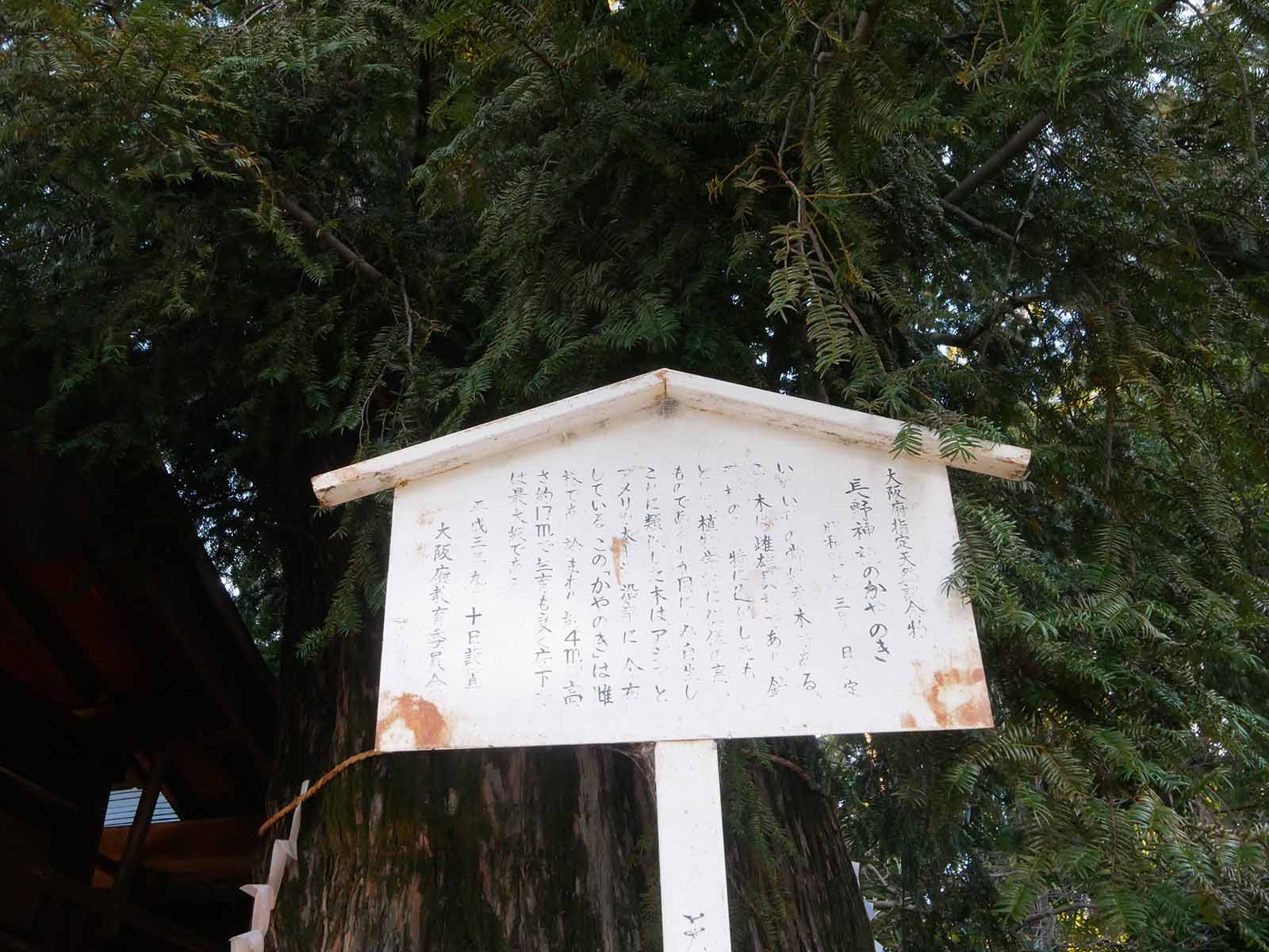 長野神社のカヤ