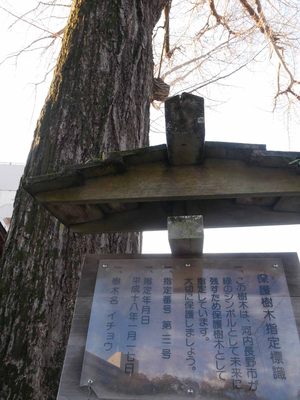 長野神社のイチョウ