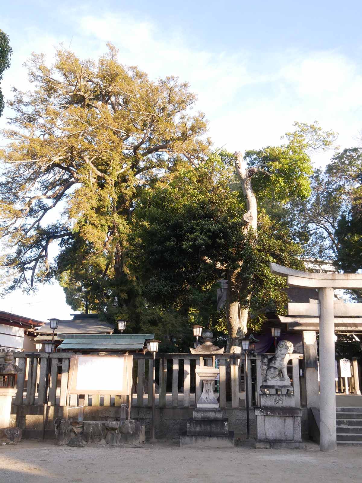 長野神社のクス
