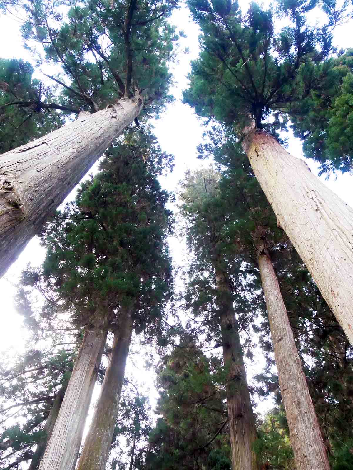 岩湧寺の老杉の森
