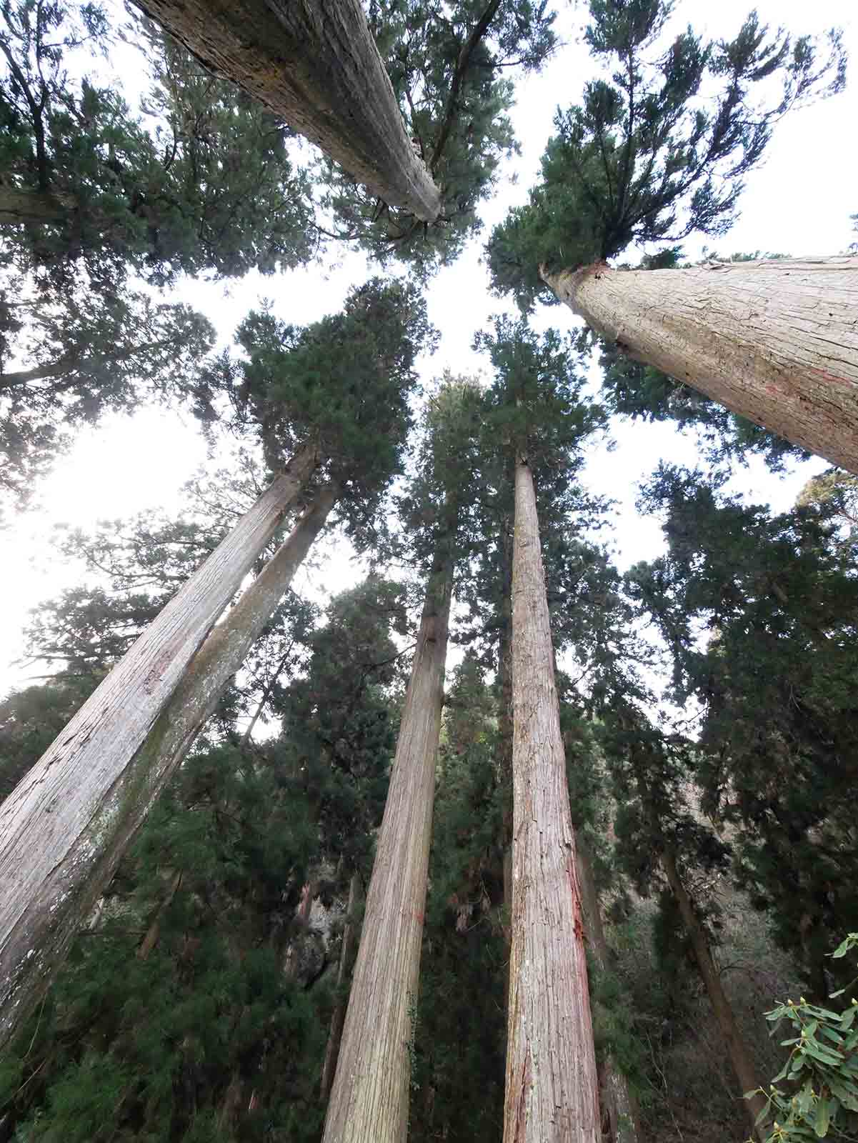 岩湧寺の老杉の森