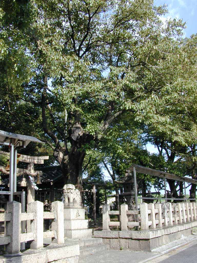 田守神社のチシャノキ