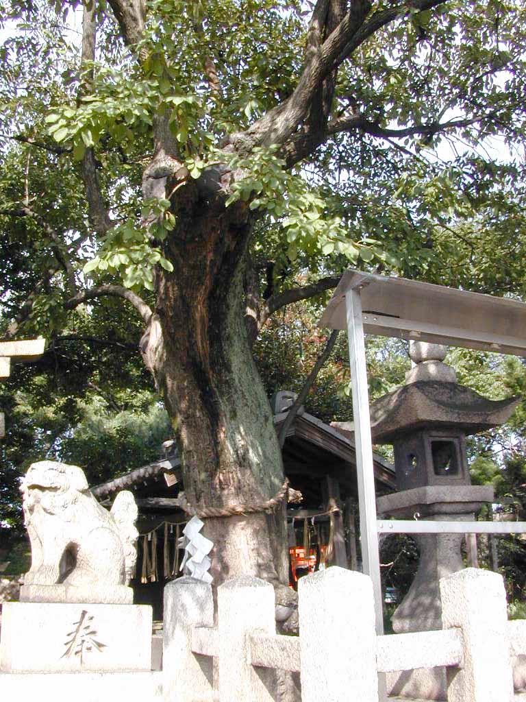 田守神社のチシャノキ