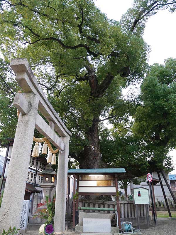 石津太神社のクスノキ101