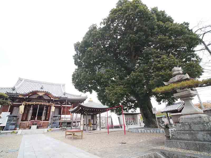 帝釈寺のヤマモモ