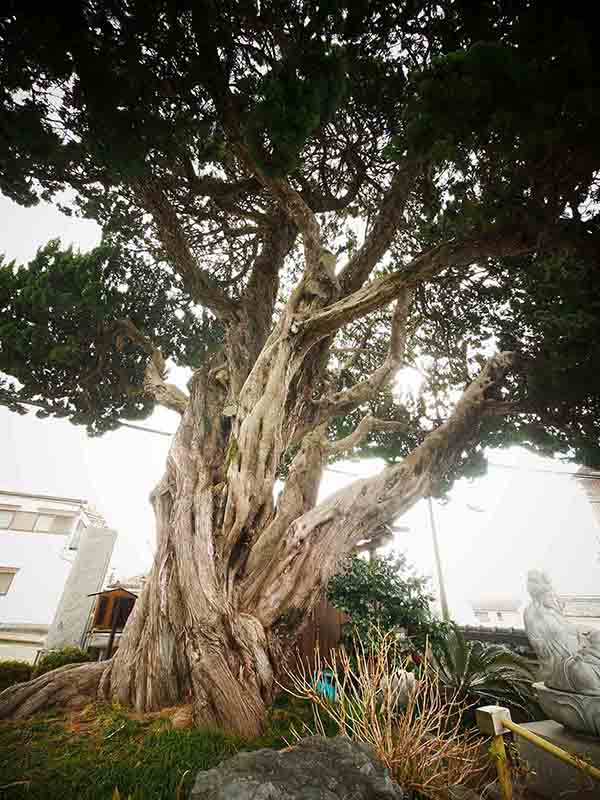 カイヅカイブキの巨樹