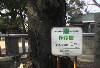 旭神社-保存樹