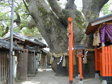 三島神社の薫蓋大樟