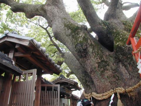 三島神社の薫蓋大クス