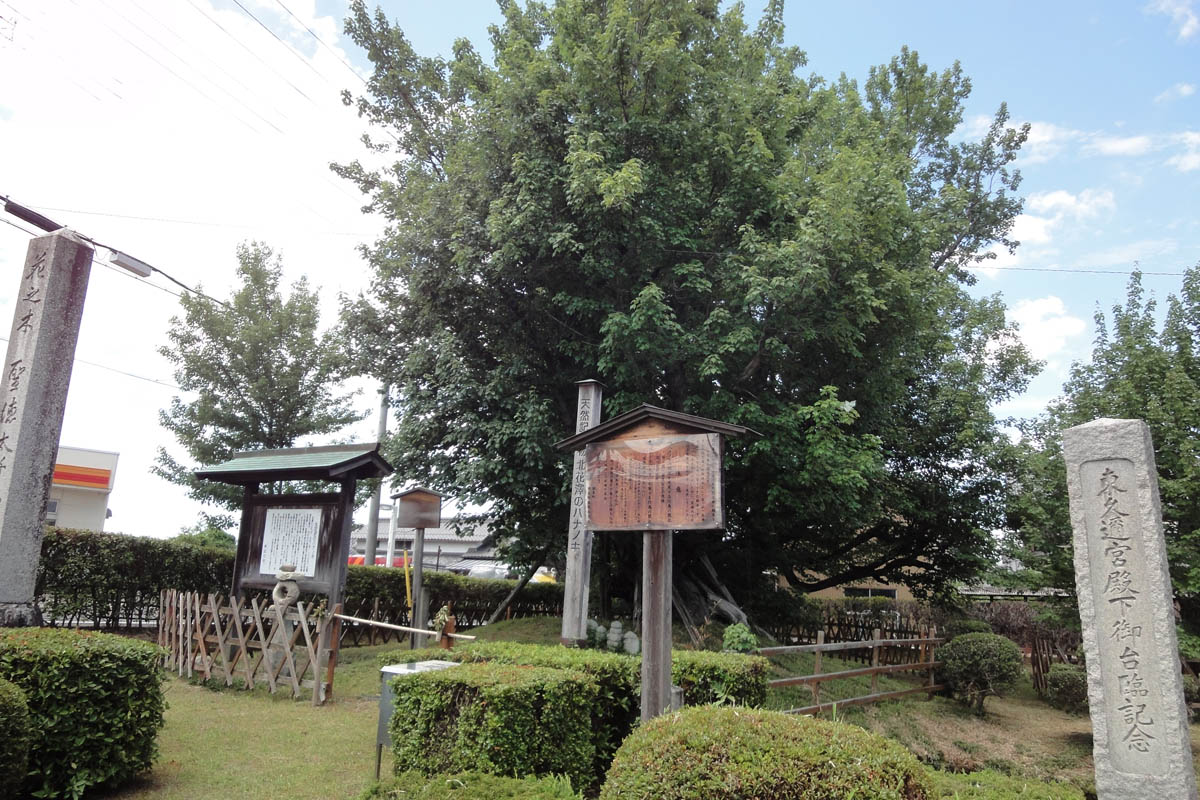 北花沢のハナノキ 巨樹名木探訪 8 樹木 木の情報発信基地