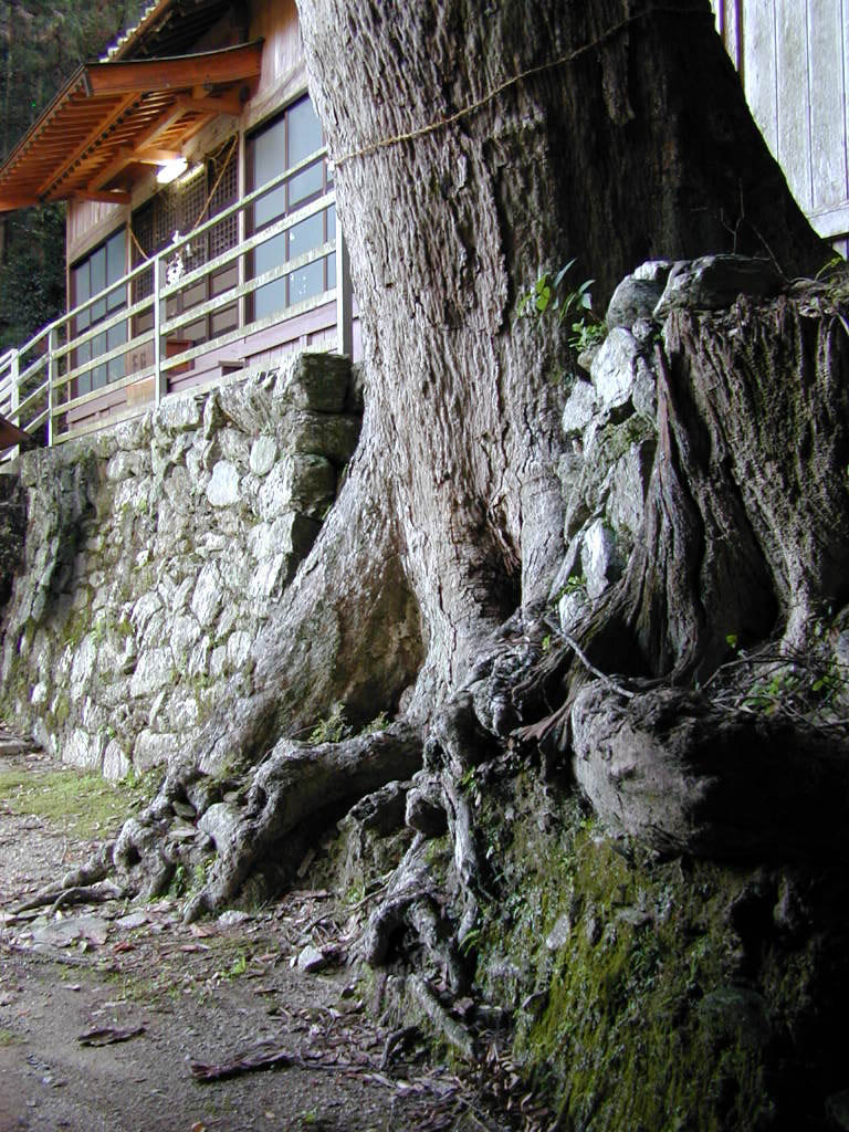 米沢諏訪神社のイチイガシ