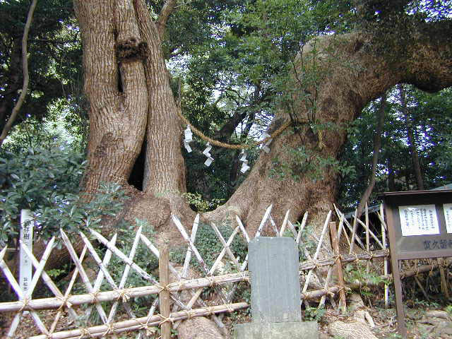 賀久留神社のクスノキ