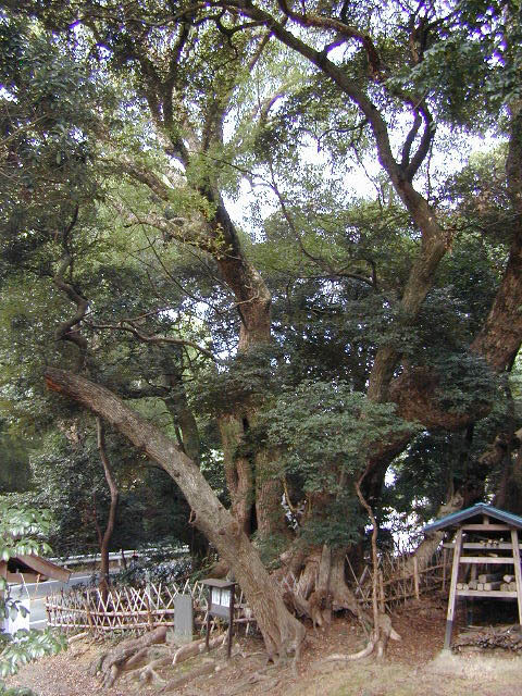 賀久留神社のクスノキ