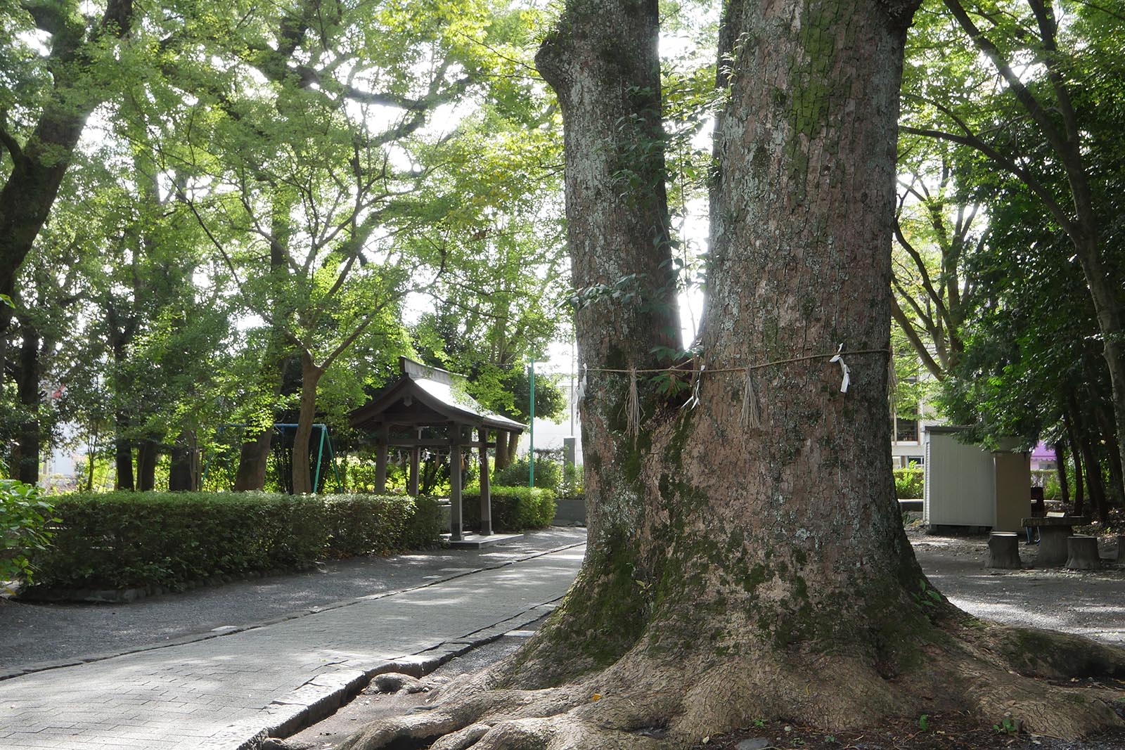 熊野神社のクスノキ