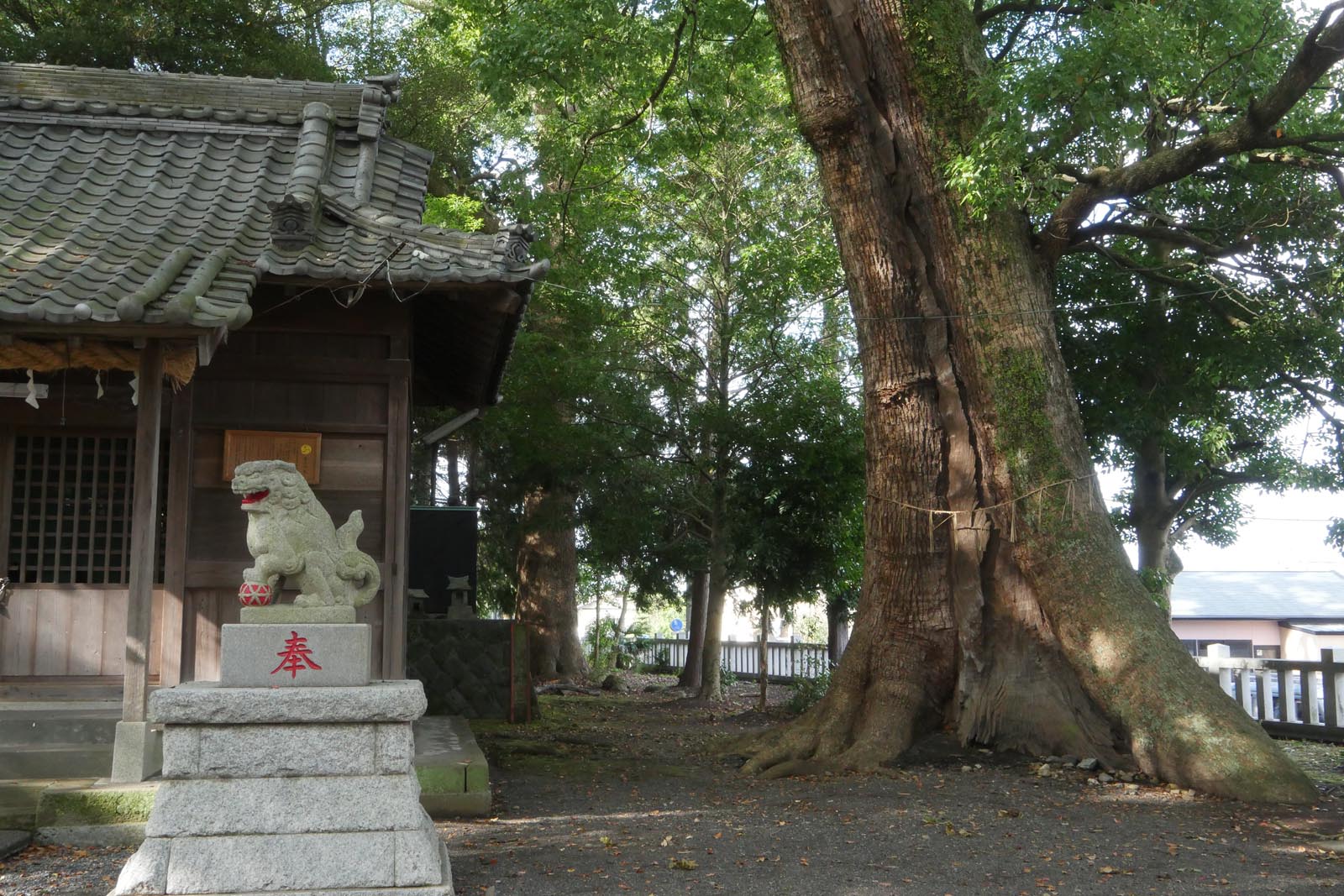 広野神社のクスノキ