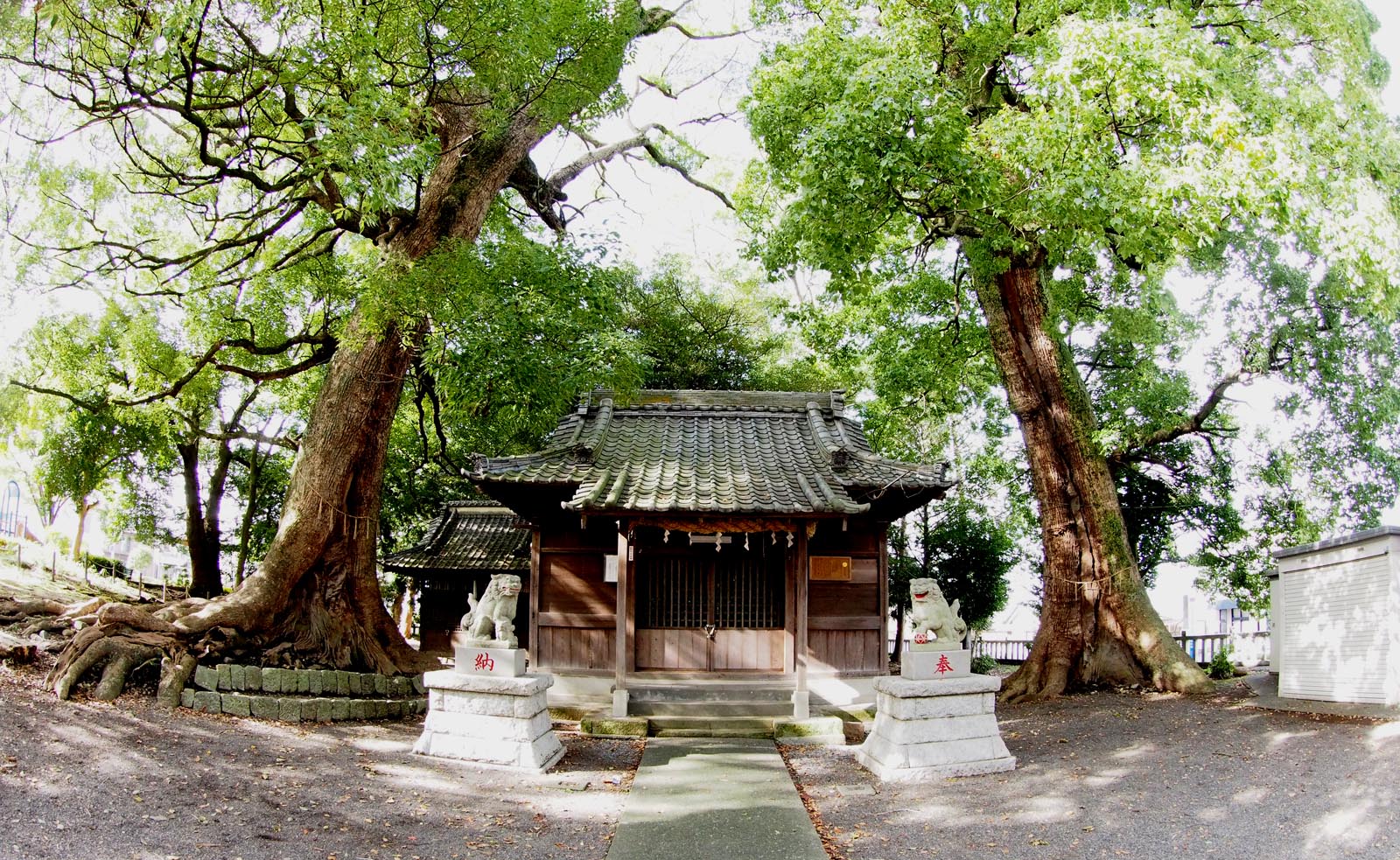 広野神社のクスノキ