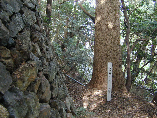 賀久留神社のモミの木