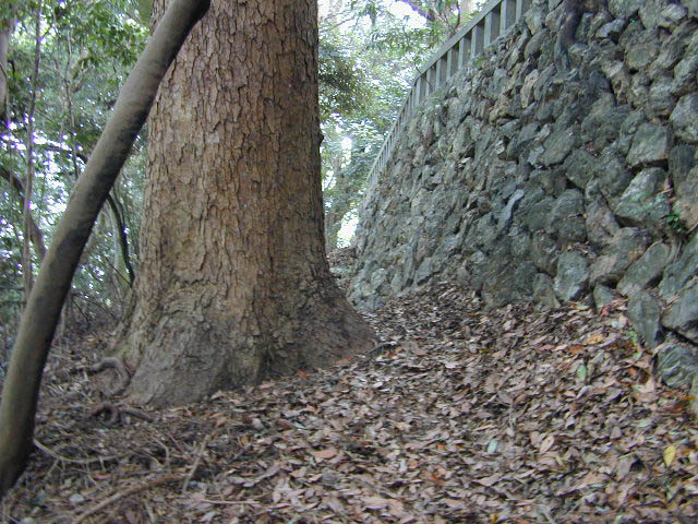 賀久留神社のモミの木