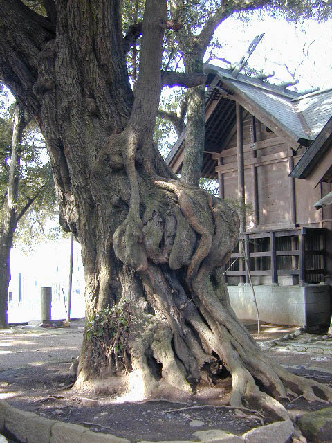 音無神社のシイの木