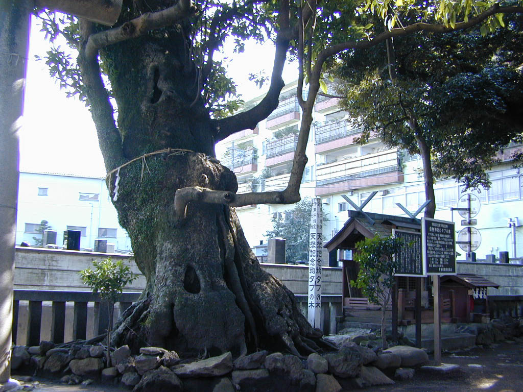 音無神社のタブの木
