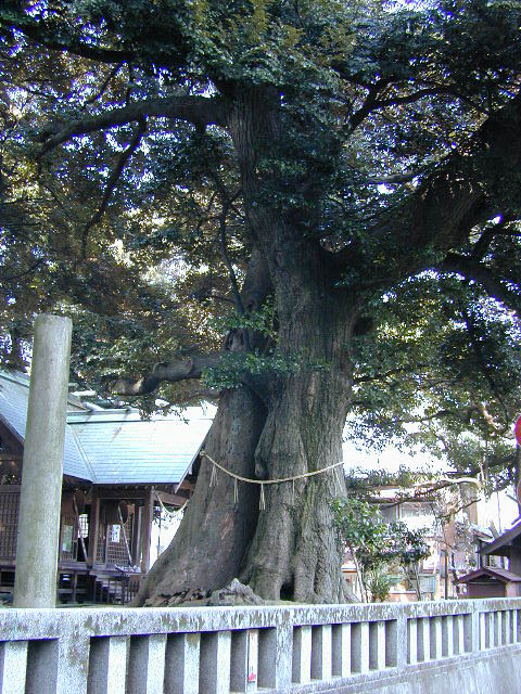 音無神社のタブの木巨樹