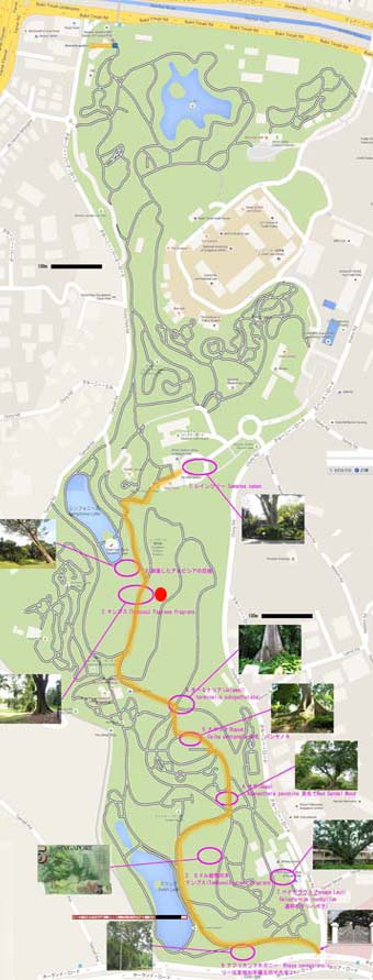 シンガポール植物園　遺産木マップ