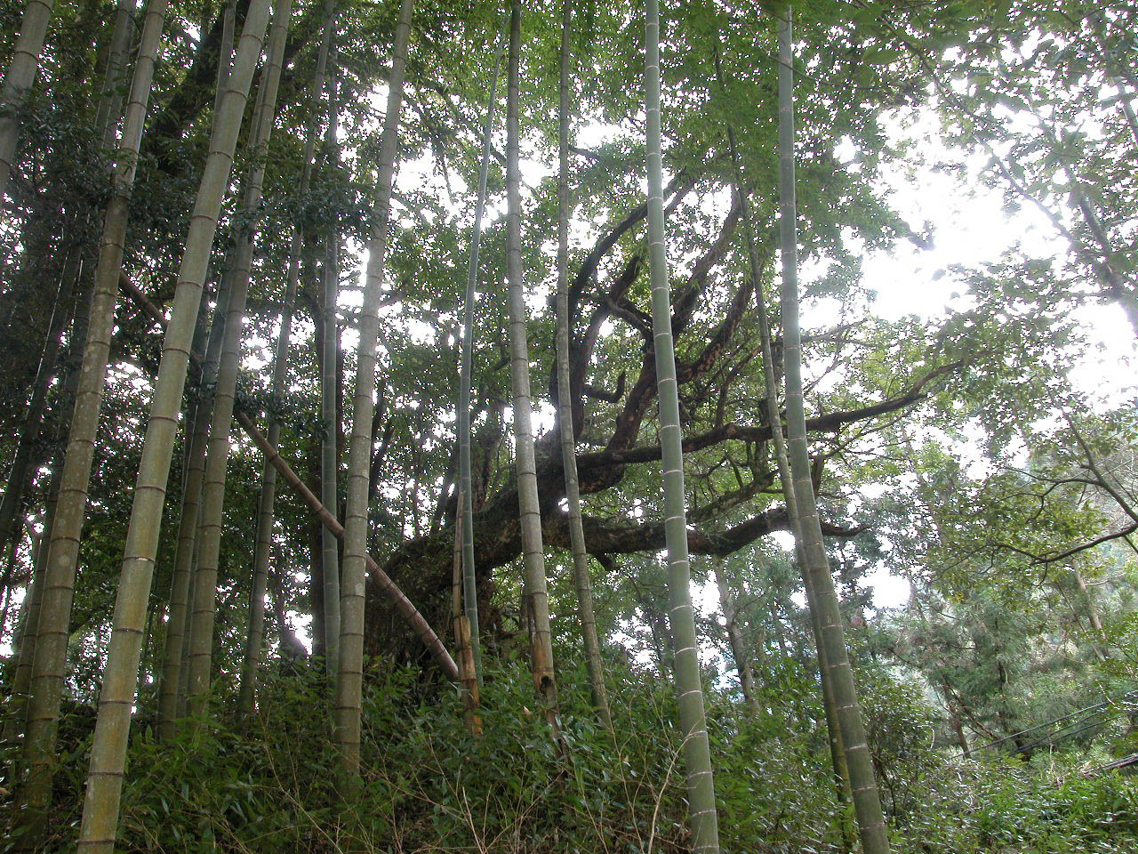 地蔵森のカゴノキ