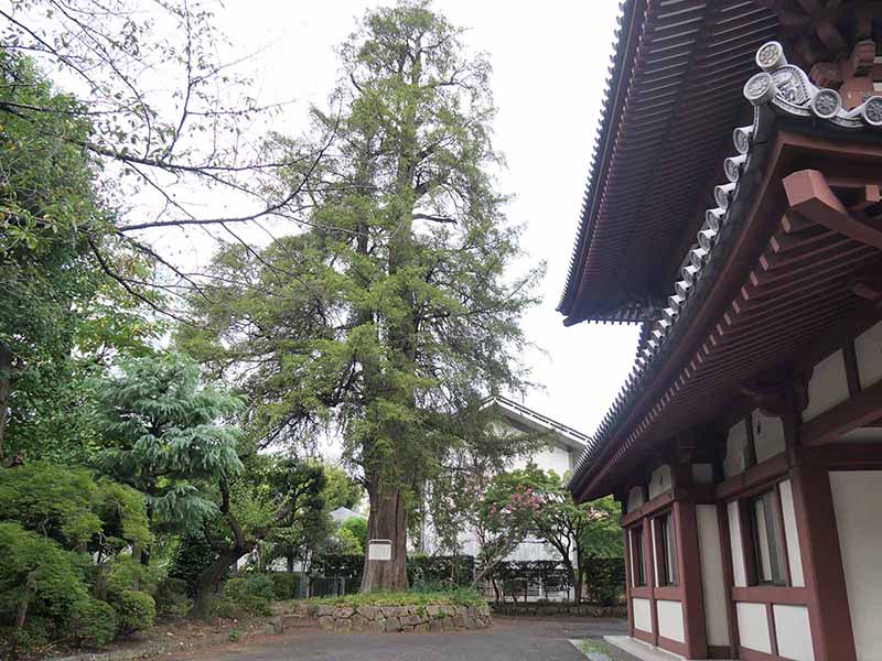増上寺のカヤ