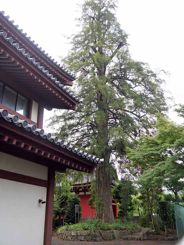 増上寺のカヤ