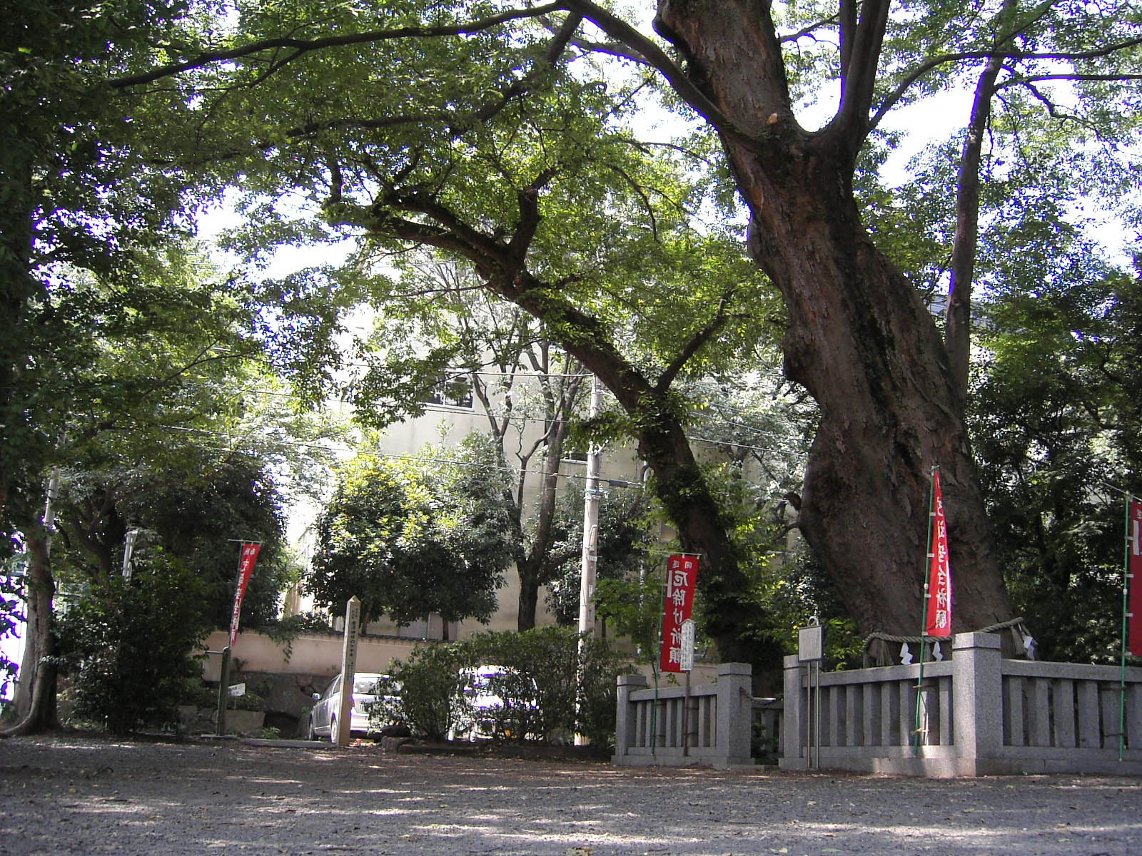 青渭神社のケヤキ