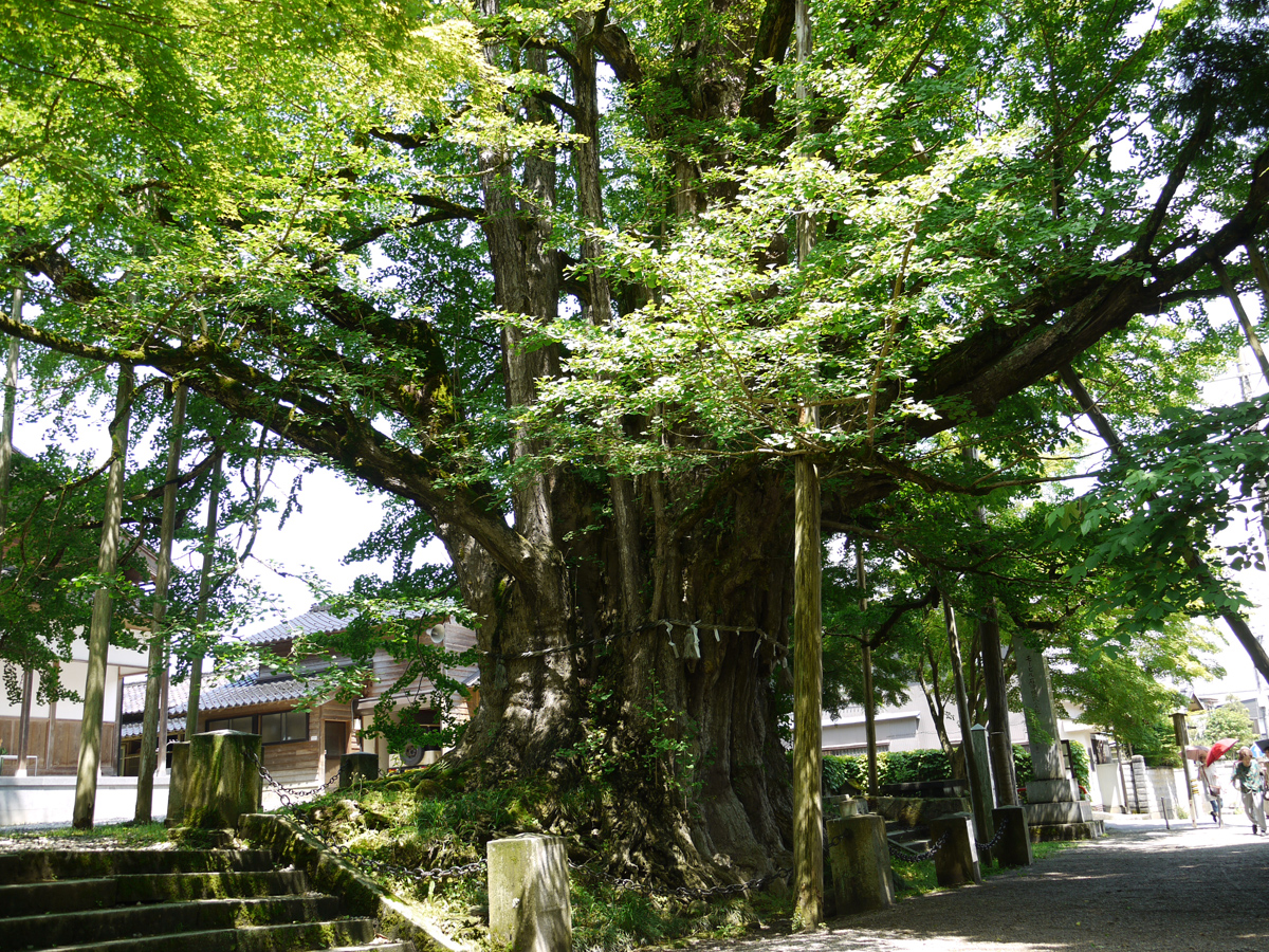 上日寺の銀杏