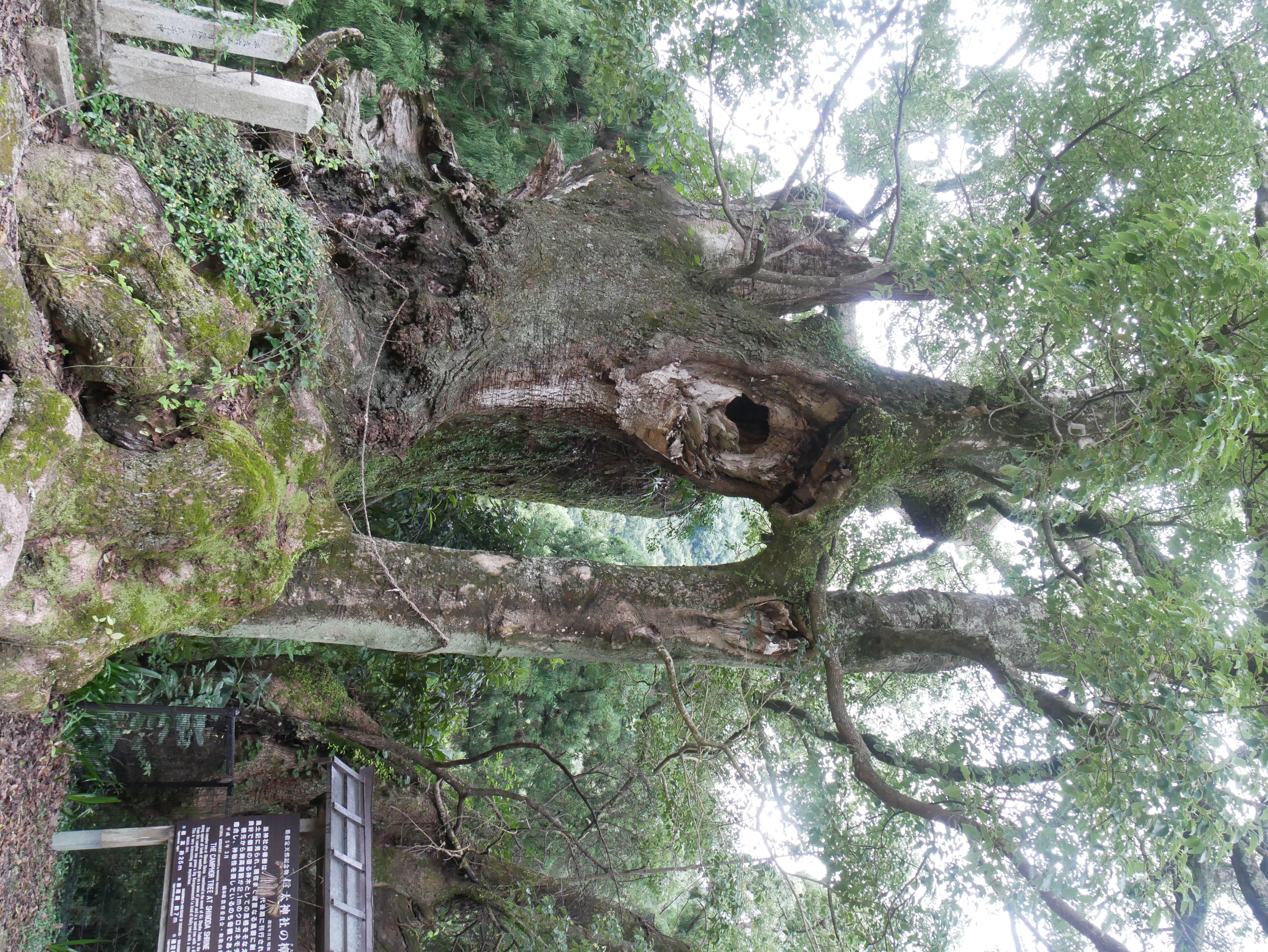 信太神社の樟樹