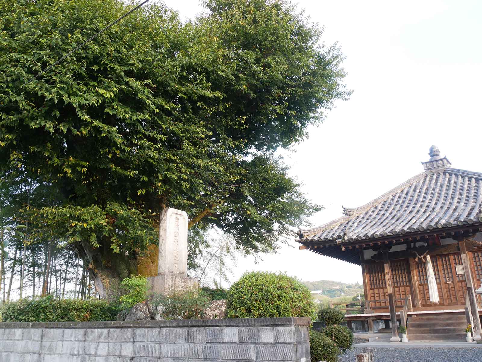 円光寺のムクノキ 