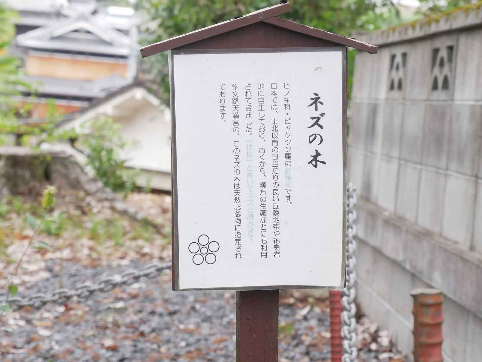 天満神社のネズ 巨樹名木探訪 8 樹木 木の情報発信基地