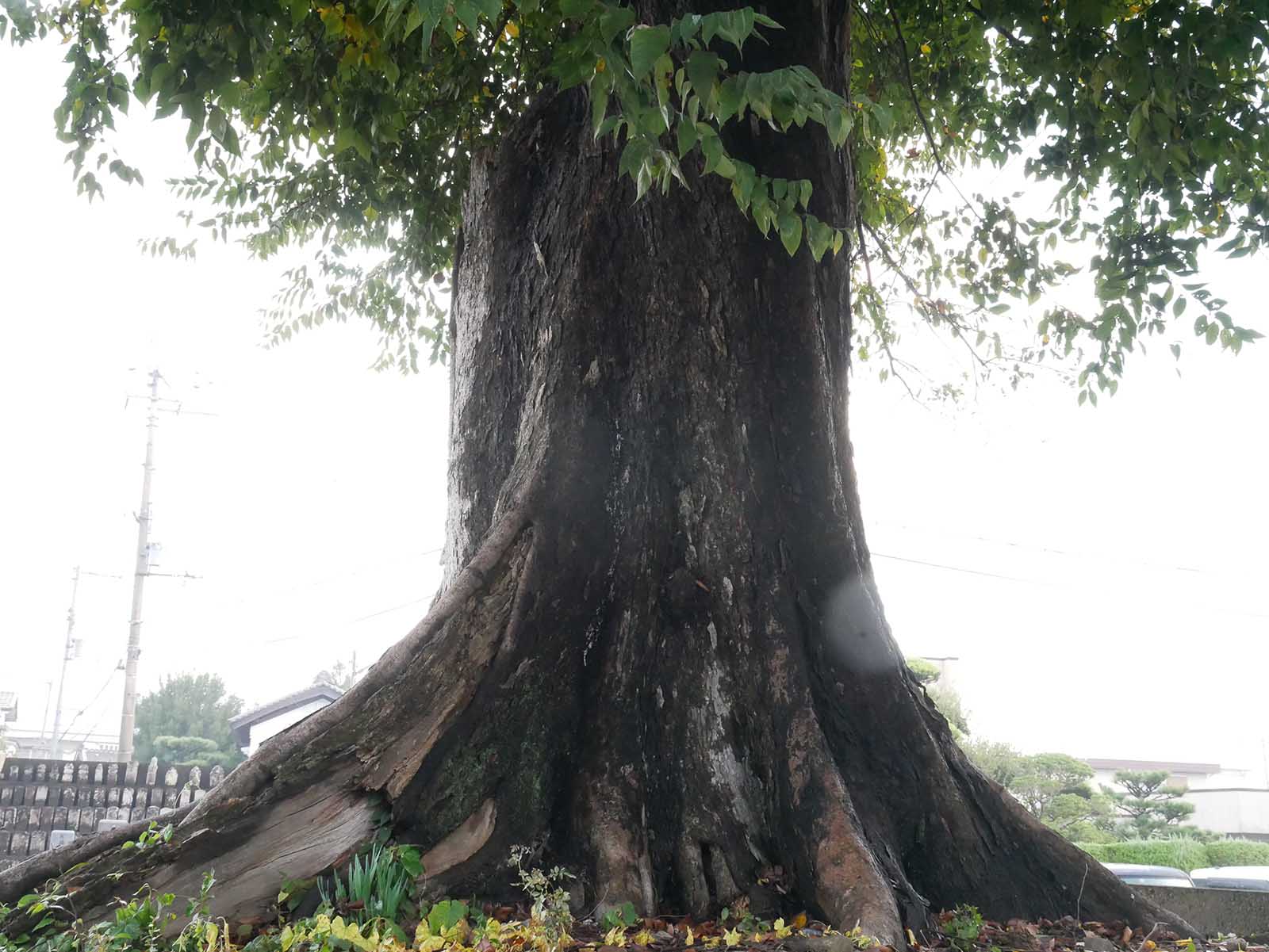 正覚寺ムクの木