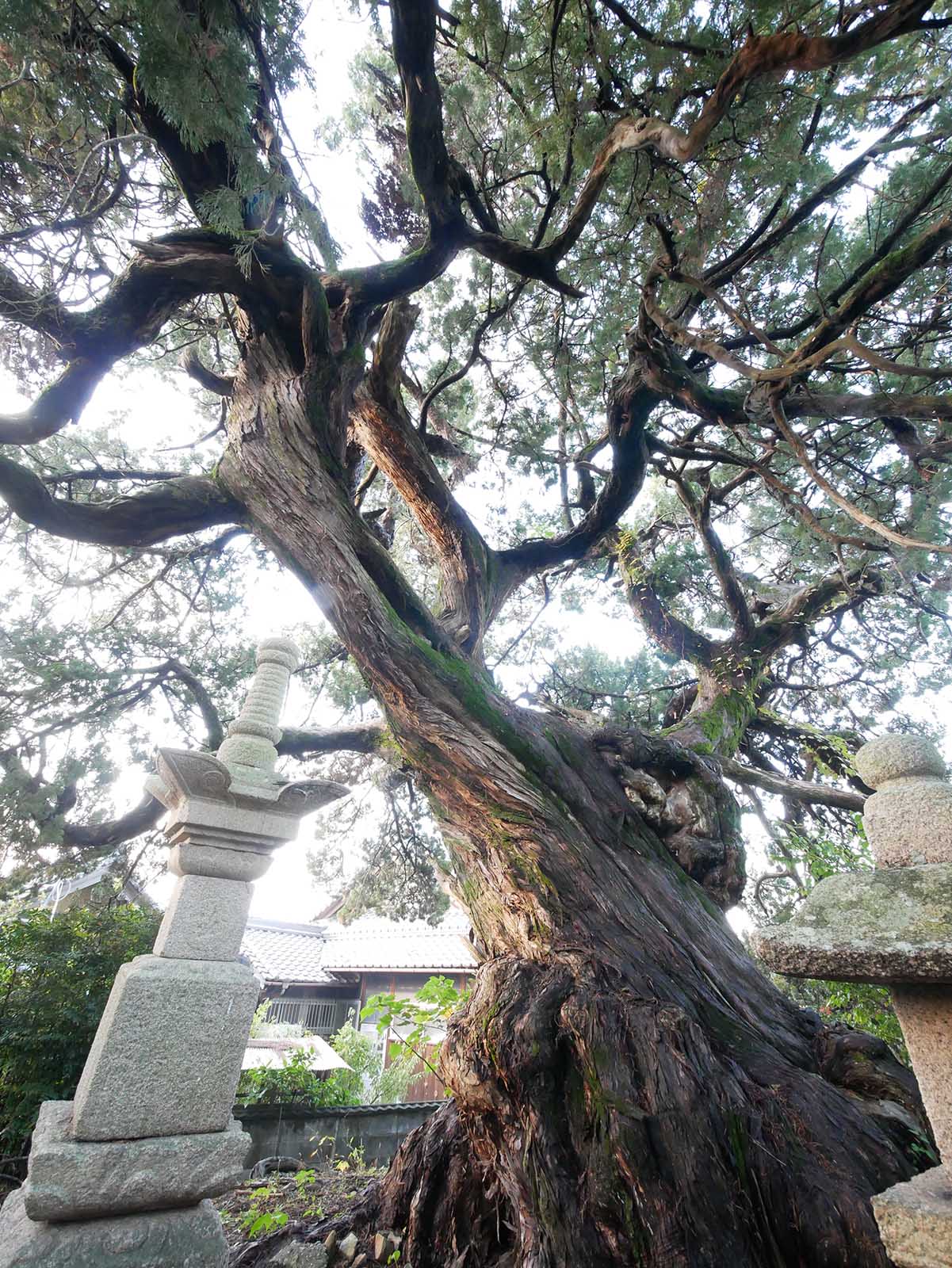 栄福寺イブキビャクシンの大樹名木