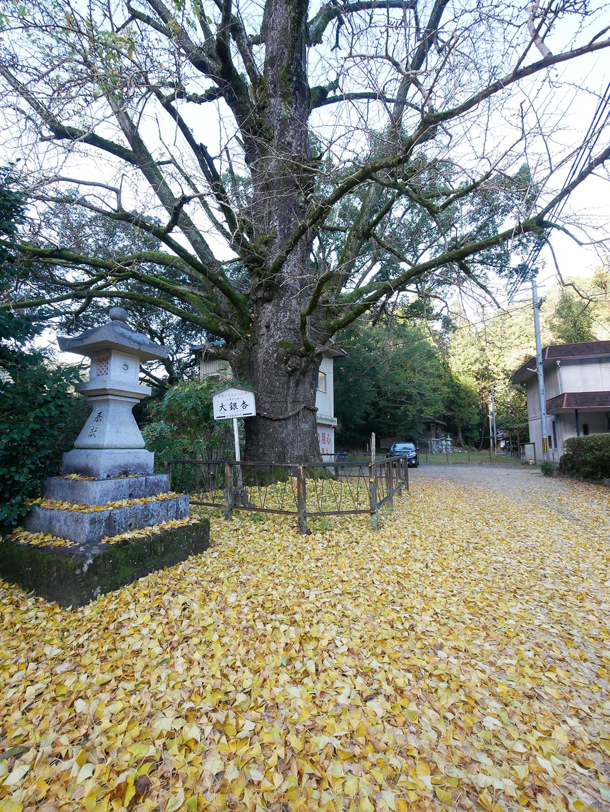 古沢厳島神社のイチョウ