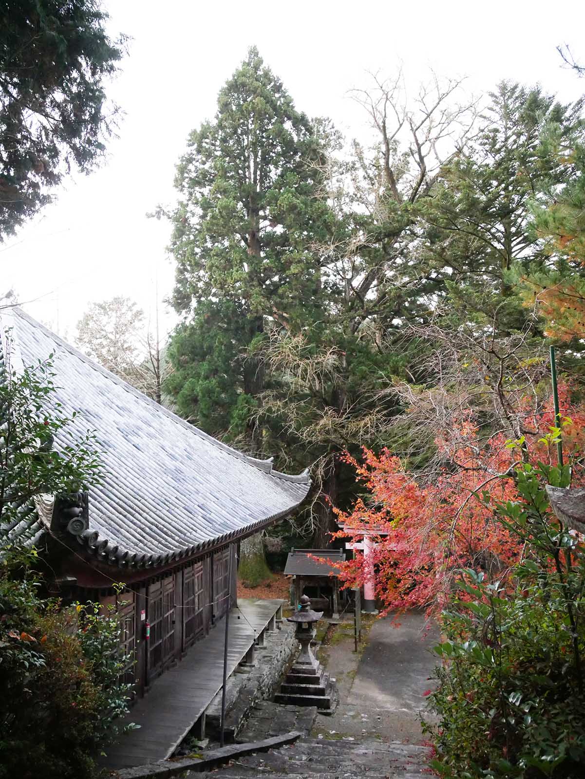 鞆渕八幡神社のスギ-上の木