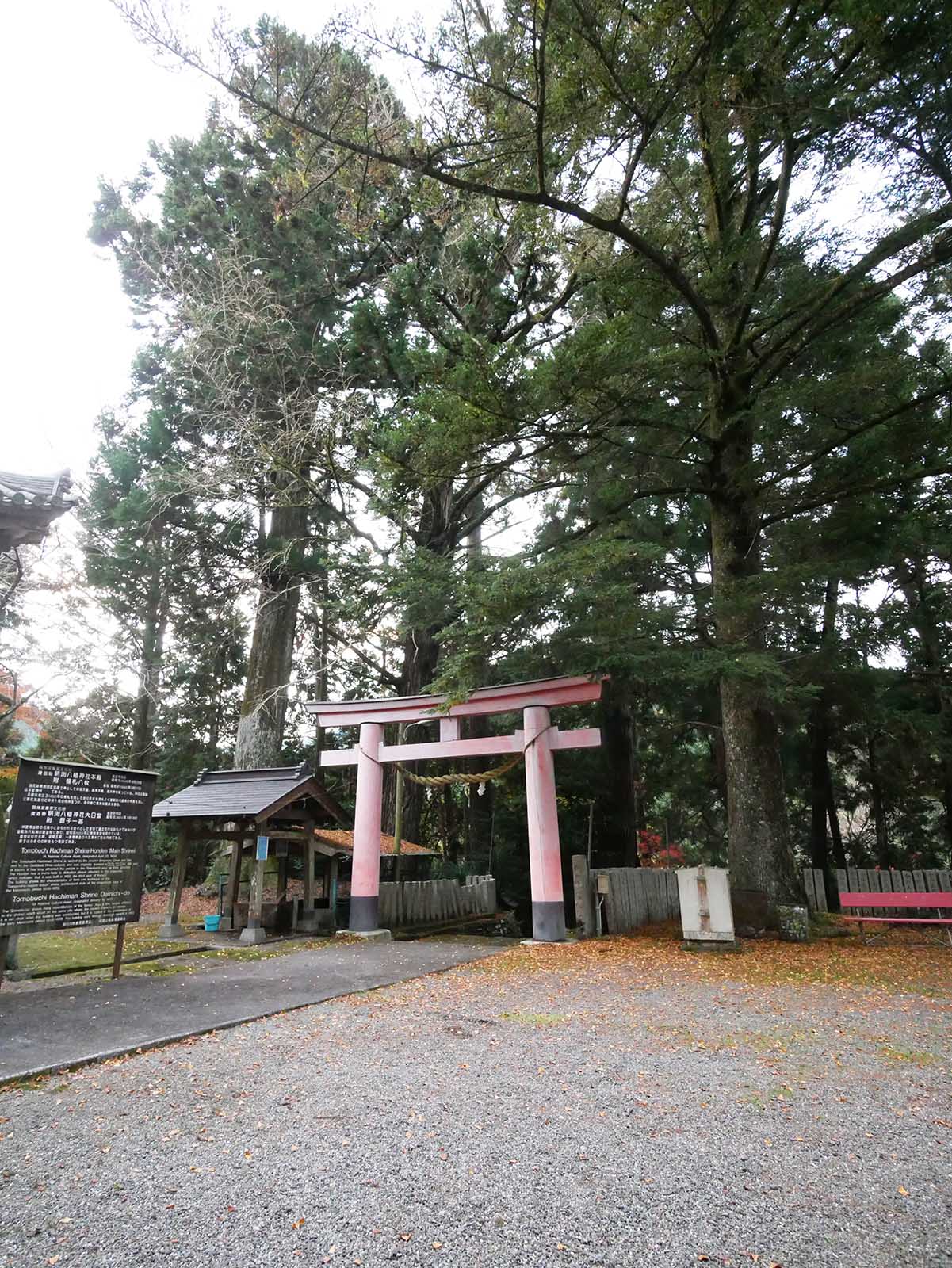 鞆渕八幡神社-上の木　スギ