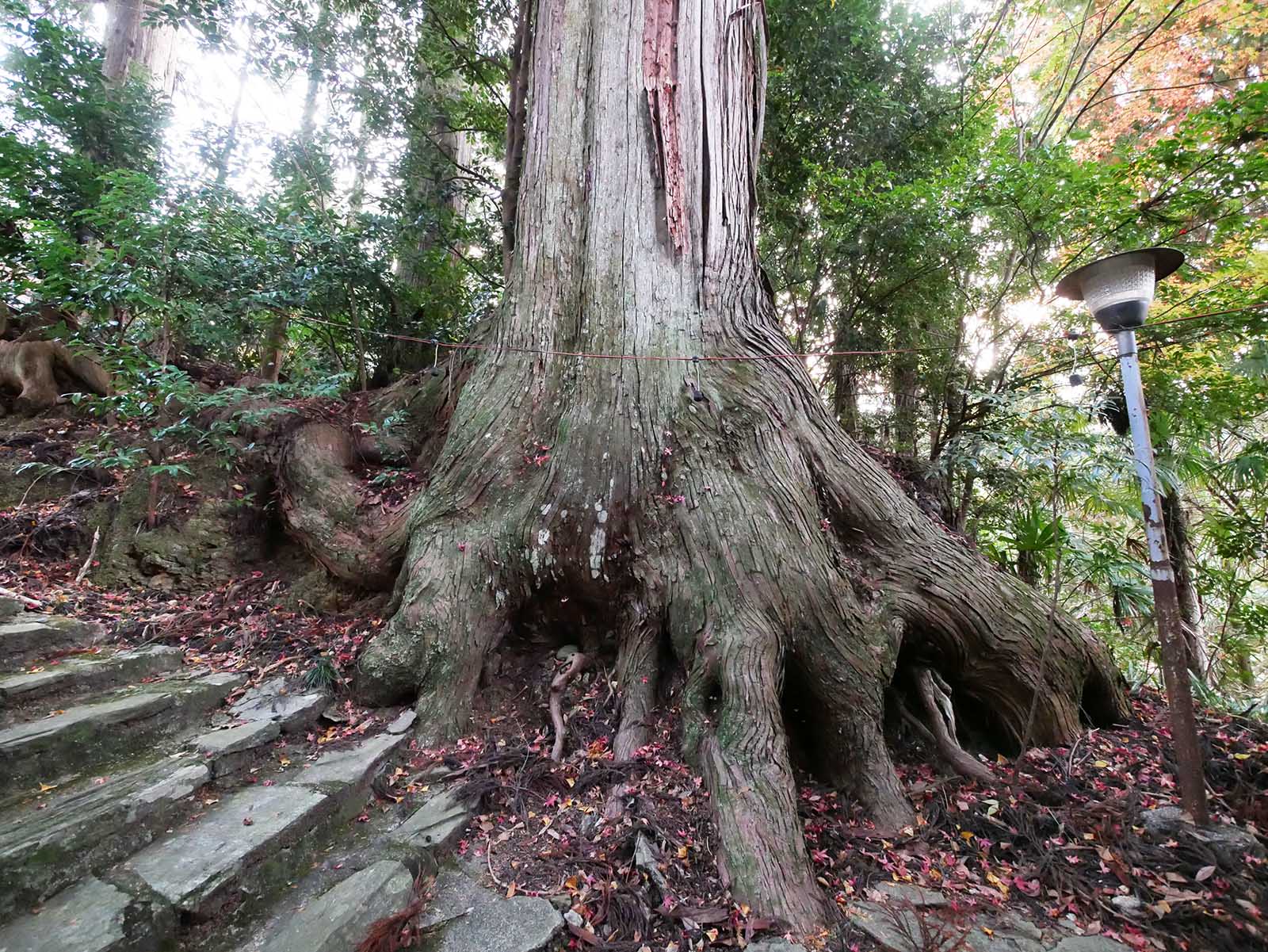 鞆渕八幡神社のスギ－中の木