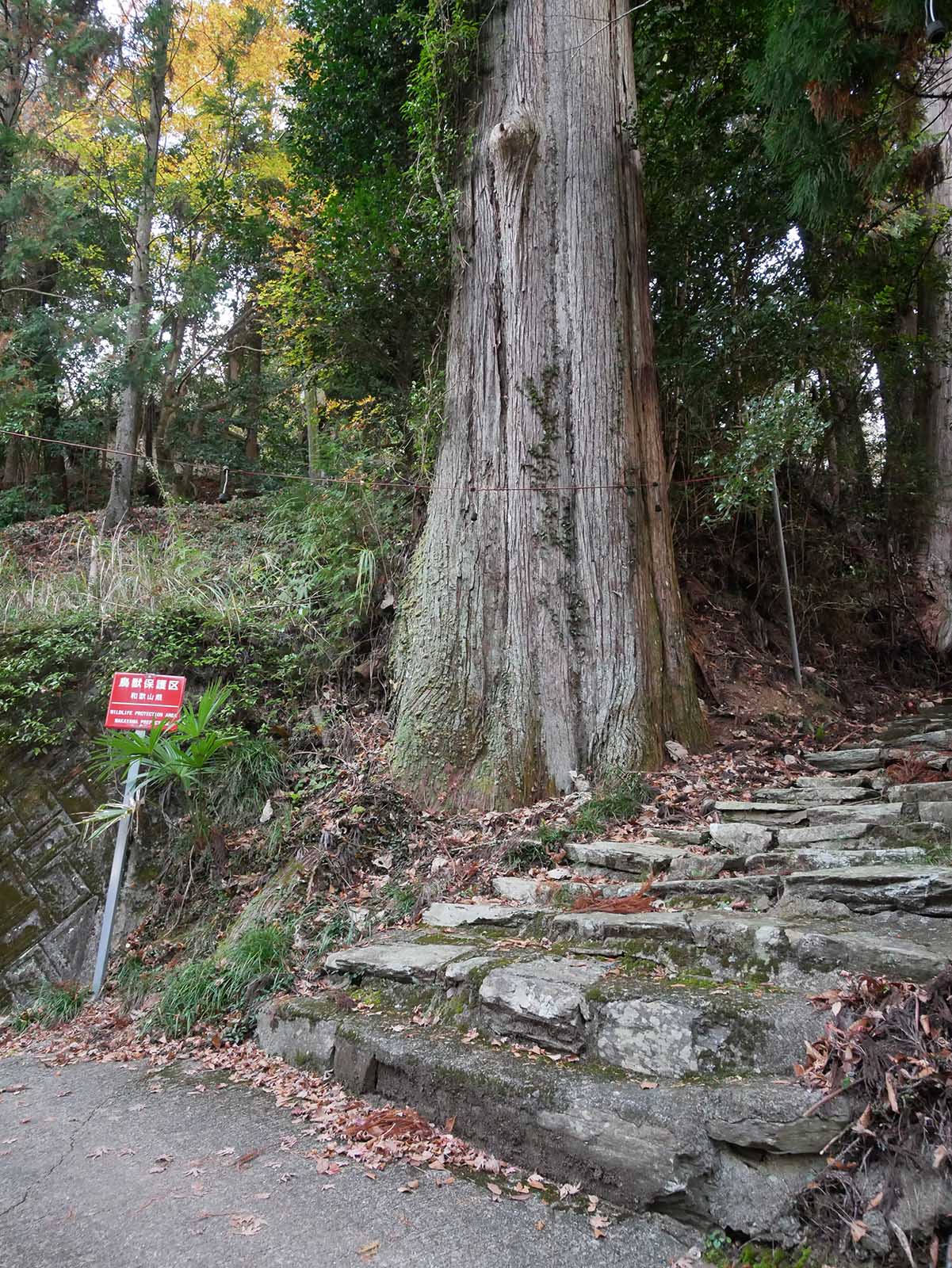 鞆渕八幡神社のスギ－下の木