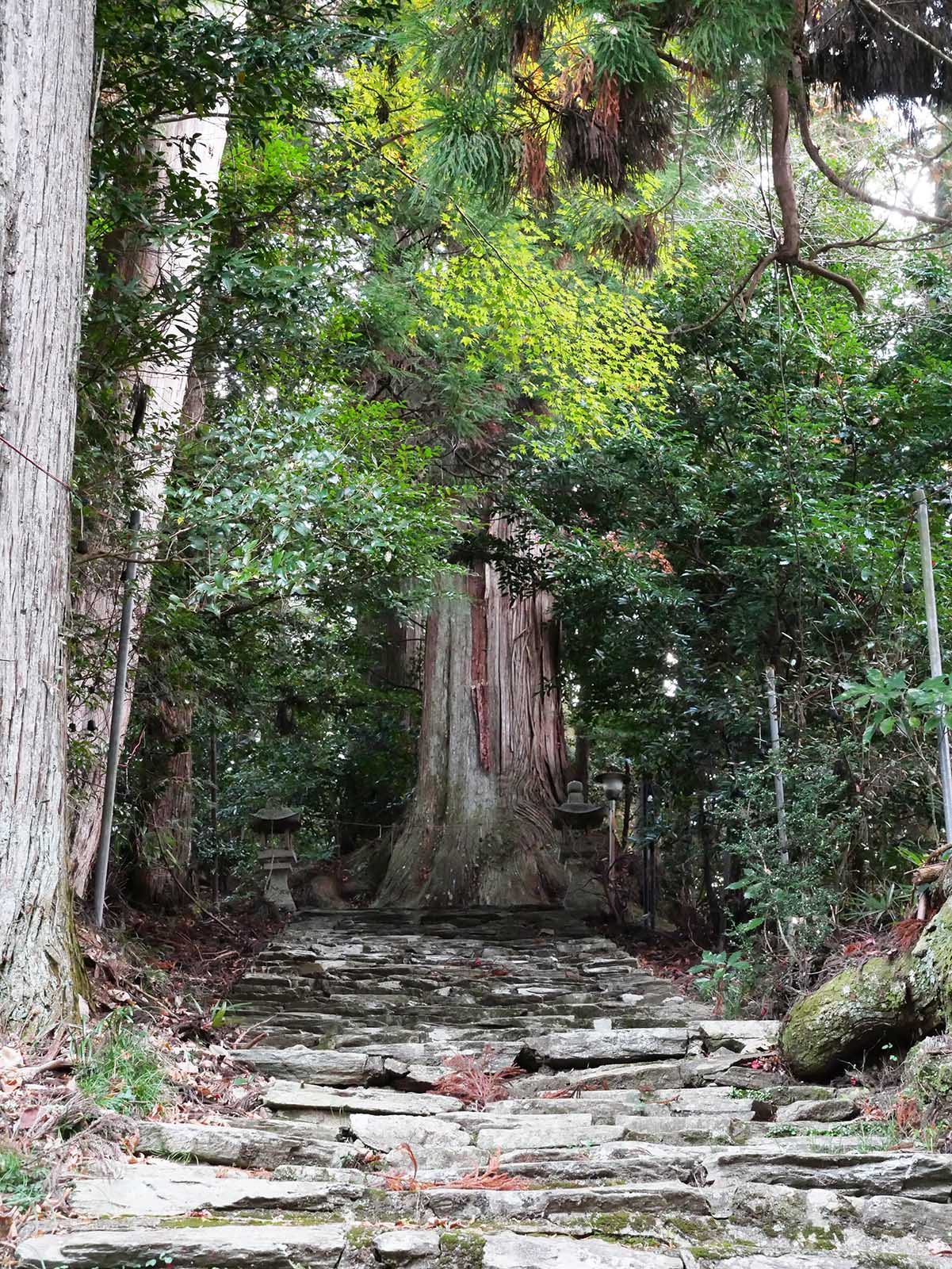 鞆渕八幡神社のスギ－中の木